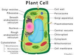 Check spelling or type a new query. Parts Of A Seed Their Structure And Functions With Diagram In 2021 Plant Cell Diagram Structure And Function Biology Notes