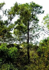 Image result for Breonadia salicina