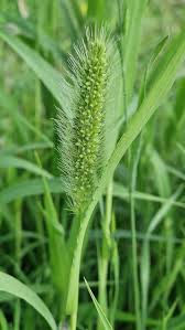 Image result for Setaria viridis