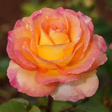 A number of species are cultivated as ornamentals, and some are the source of attar of roses used in perfumes. The Jubilee Rose