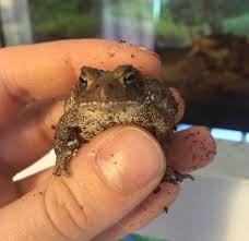 Note:the information in this care sheet is not a substitute for veterinary care. Toadschooled Tips For Raising Baby Toads