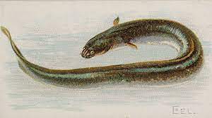Most eels can be found in shallow waters of the ocean. 11 Fascinating Facts About Eels Mental Floss