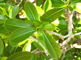 Image result for Ochrosia