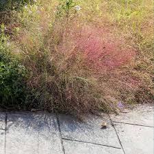 Image result for Eragrostis macrochlamys