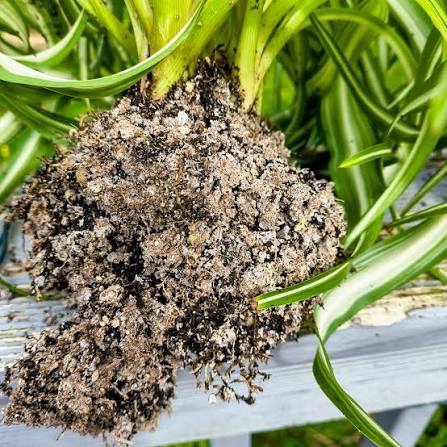 Mineral buildup in your spider plant