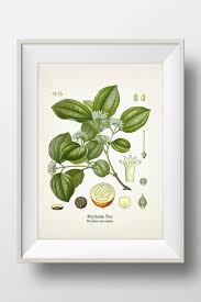 Image result for Strychnos