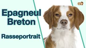 Bienvenue sur le site du club de l'épagneul breton du québec! Epagneul Breton Im Rasseportrait Alles Uber Diese Aktive Hunderasse Youtube