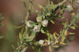 Image result for Pollichia