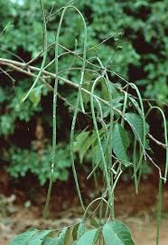 Image result for Holarrhena floribunda