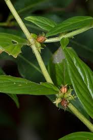 Image result for Hexasepalum sarmentosum
