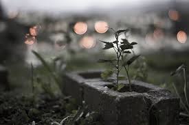 Voigtlander Nokton 35mm F1 2 35 1 2 Bokeh Bokeh Photo Stock Photos