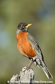 We did not find results for: Wisconsin State Bird American Robin