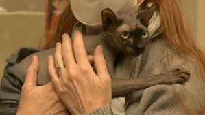 See more of rx sphynx cat rescue portugal on facebook. Exotic Alberta Rescue Cats Find New Homes In Time For Christmas Ctv News