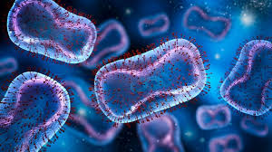 Image result for Monkeypox