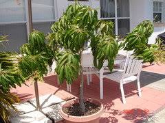 Well, growing mango tree in a pot or container is the answer! How Long For A Mango Tree From Seedling To Set Fruit