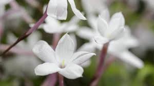 See full list on florgeous.com How To Grow Jasmine Bbc Gardeners World Magazine