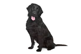 5,018 likes · 12 talking about this. Flat Coated Retriever Hunde Rassen Information Omlet