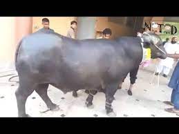 Free camel qurbani 2020 professional qasai 2020 latest qurbani 2020 camel sacrifice 2020 big camel 2020. Expert Billa Qasai Buffalo Cow Qurbani Eid Ul Adha Nayatrend By Nayatrend