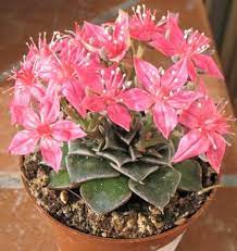 .a grappolo, fiore giallo cespuglio, fiore giallo primavera e. Pianta Grassa Con Fiori Gialli A Grappolo Kalanchoe Blossfeldiana Viridea Nel 2020 Kalanchoe Da Febbraio In Poi Produce Tanti Fiori Gialli E Al Suo Interno Contiene Sostanze Con Decorados De Unas
