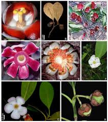 Image result for Clusiaceae