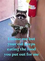 Pin By Nitza I Marin On Kittens Raccoon Funny Animal Memes Animals