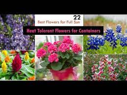 If your hanging basket location will be getting part to full sun, this list is for you. 22 Best Heat Tolerant Flowers For Full Sun Youtube