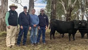 Volume buyer snaps up 11 Pinora Angus bulls at Dawson sale