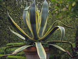 Evergreen shrubs come into their own in winter, when others have shed their leaves and in sun and shade, in beds and borders, and pots on the patio, evergreens add colour and texture. 20 Best Tall Plants For Container Gardens