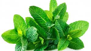 Peppermint, peppermint oil, and its menthol extract have been evaluated for use in gi conditions, including nonserious constipation or diarrhea associated with irritable bowel syndrome (ibs). The Real Difference Between Spearmint And Peppermint