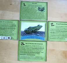 Frosch Metamorphose Kaulquappen Metamorphose Frosch
