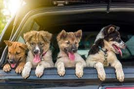 Pets (such as dogs, cats, birds, etc.) that meet legal and documentary requisites may be accepted as hold or cabin luggage. Overcoming Dog Travel Anxiety