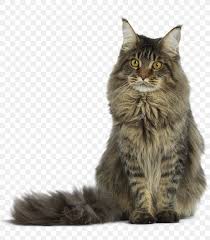 Maine coon cats & maine coon cat breeders. Maine Coon Exotic Shorthair Turkish Angora Raccoon Png 902x1030px Maine Coon Animal Asian Semi Longhair Breed