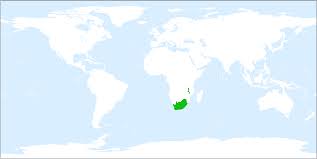 Image result for Moraea elliotii