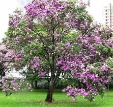 Image result for Bauhinia macrantha