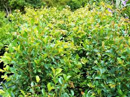 Image result for Eugenia