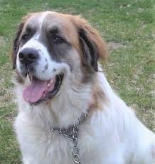 Maybe you would like to learn more about one of these? 10 Saint Bernard Mixes Your Saintly Shadow Steadfast Sidekick