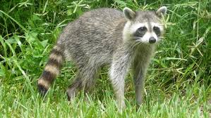 Since you are a good pe. Racoon Thought To Be Rabid On The Loose On St Simons Island After Attacking Woman Wjct News