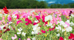Maybe you would like to learn more about one of these? What Does A Wholesale Florist Do With Pictures