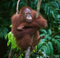 The 10 most endangered animals: What Are Some Species Endemic To Indonesia With Pictures