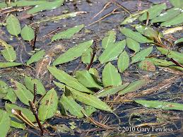 Image result for Potamogeton nodosus
