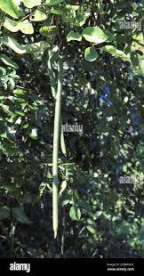 Image result for Cassia sieberiana