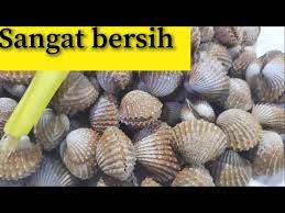 Kerang perlu amat sangat dibasuh bersih2. Cara Basuh Kerang Cuci Kerang Dengan Bersih Sekali Sangat Efisien Asmr Video Youtube