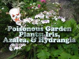 Maybe you would like to learn more about one of these? Poisonous Garden Plants Iris Azalea And Hydrangea Dengarden