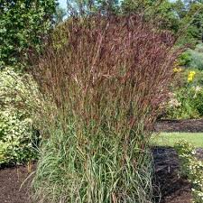 Image result for Andropogon gayanus