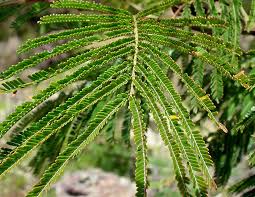 Image result for Acacia mearnsii