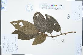 Image result for Vernonia karaguensis