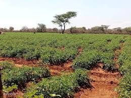 Profitable crops Mashuru