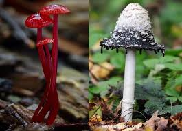Black And White Mushroom Red And Black White Mushroom Stuffed Mushrooms Container Gardening White Mushrooms