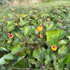 Image result for Spilanthes costata