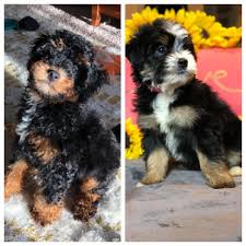 F1 bernedoodle puppies available, mom is standard poodle dad bernese mountain dog home raised, very socialized with people and dogs first vaccines health guarantee dewormed puppy starter pack. Hatchdoodles Bernedoodles North Carolina Puppies
